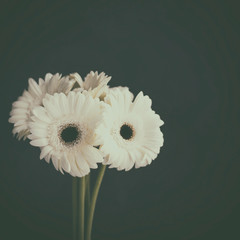 Bouquet of white gerbera daisies in vintage style
