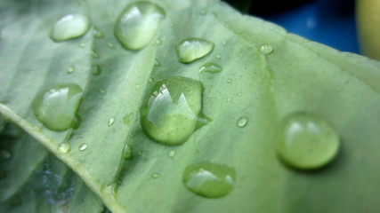  Green leaf with dew drops