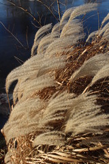 beautiful pampas grass in the wind