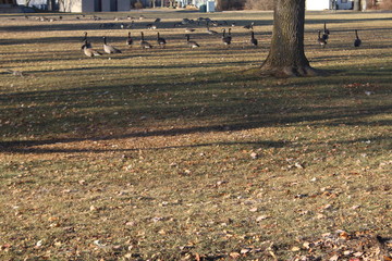 geese in a park