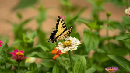 Fototapeta na wymiar Tiger Swallowtail Butterfly on Flower Blossoms