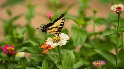 Tiger Swallowtail Butterfly on Flower Blossoms