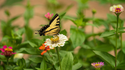 Tiger Swallowtail Butterfly on Flower Blossoms