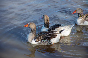 Pato de Muscovy