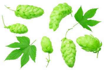 Green hops with green leaves isolated on a white background. top view