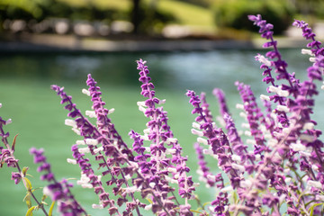 Lilac flowers next to a lake of calm and blue waters