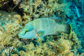 Naklejka na ściany i meble humphead wrasse or napoleon fish on a reef