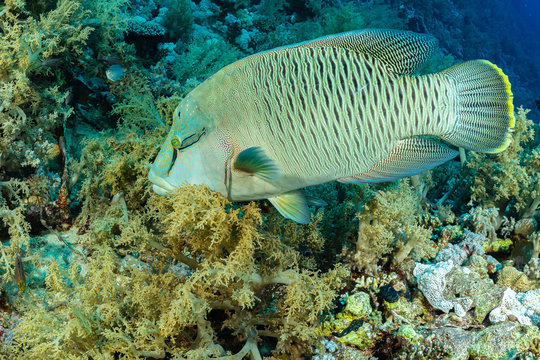 humphead wrasse or napoleon fish on a reef