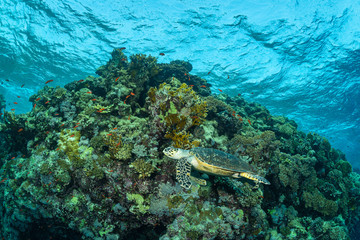 Naklejka na ściany i meble green turtle feeding on a reef in the Red Sea