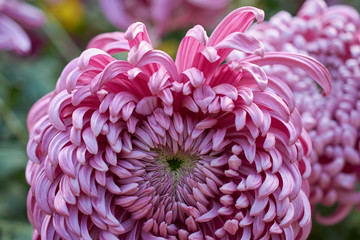Chrysanthemum grandiflorum Ramat. 