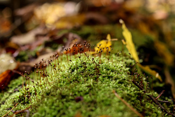 Up-close of tree moss and plants