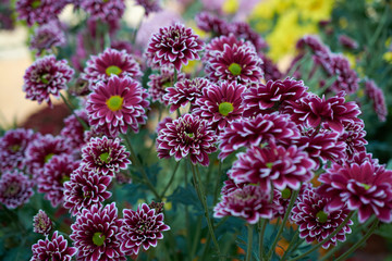 Chrysanthemum grandiflorum Ramat. 