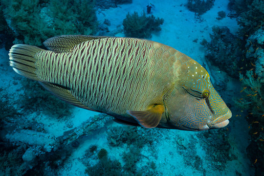 humphead wrasse or napoleon fish on a reef