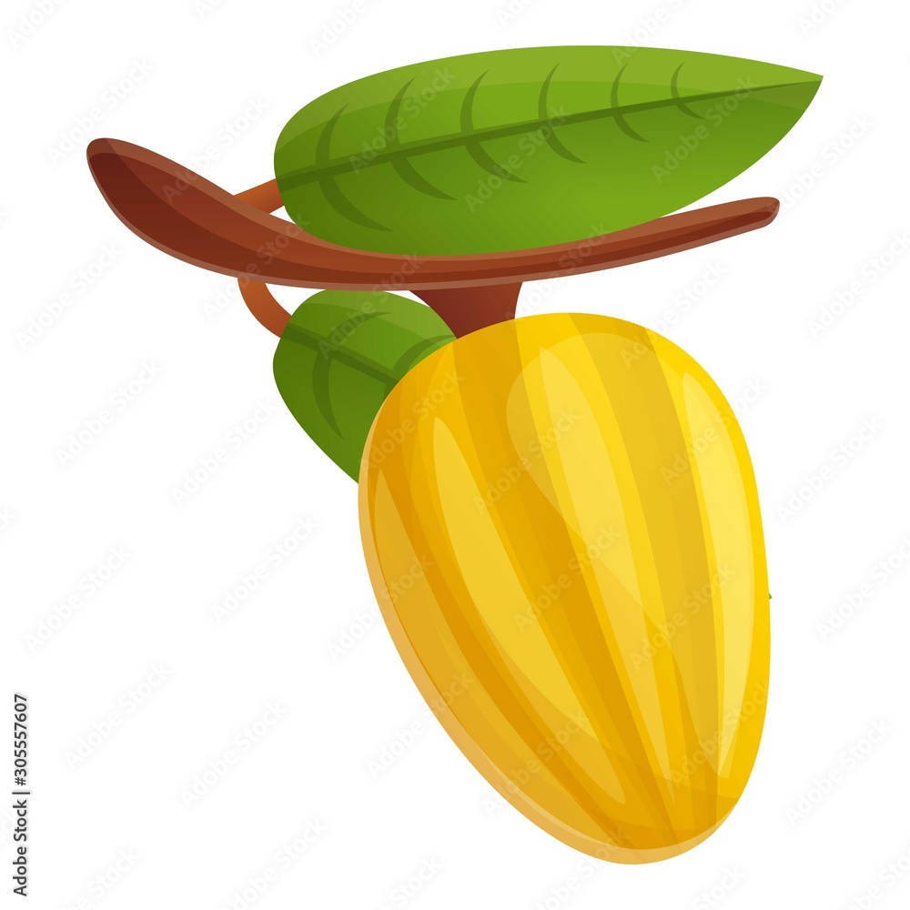 Poster raw cocoa fruit icon. cartoon of raw cocoa fruit vector icon for web design isolated on white backgr
