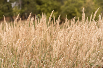 Savannah grass field in sun backlight,Twinkle with sunlight at noon.