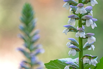 acanthus - tall white and purple flower