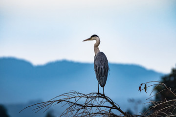 山桜の枝にとまるアオサギ