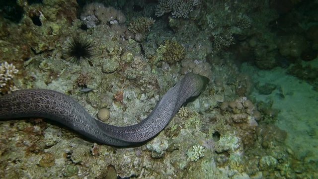 Giant moray eel hunting at night at a colorful coral reef. Beautiful Aquatic Underwater Wildlife footage.