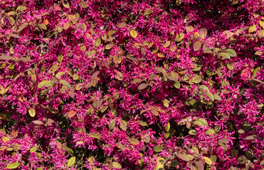 Fototapeta premium sfondo di fiori e foglie di loropetalum chinense