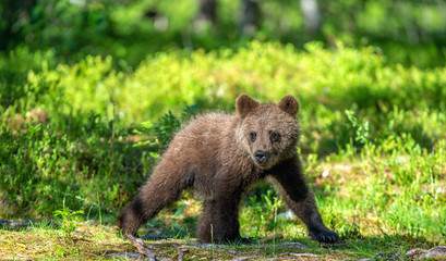 Brown bear cub in the summer forest. Scientific name: Ursus arctos. Natural Green Background. Natural habitat. Summer season