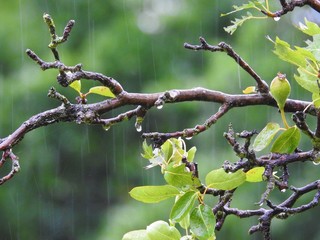 branch of a tree rain water winter