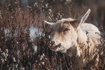 Portrait of Goat eating in a field