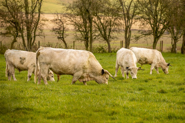 Fototapeta premium White park rare breed cattle