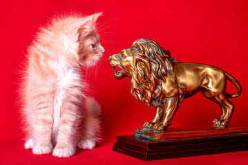 Adorable cute maine coon kitten and a lion on red background in studio, isolated.