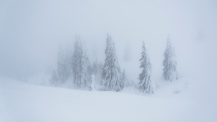 Frozen trees in the mist