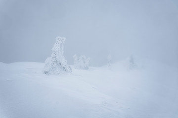 Frozen trees in the mist