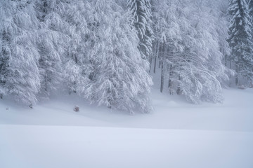 Details of a frozen forest