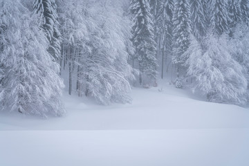 Details of a frozen forest