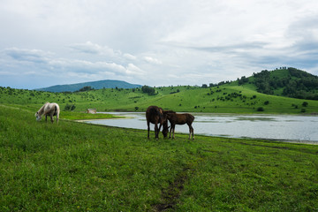 Russian green hills and meadows in Altai. Aya Lake for tourists. The sun and sunset of the day. Summer and grass. Nature travel