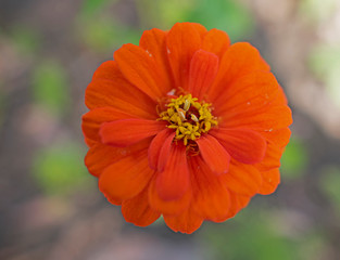 Orange daisy