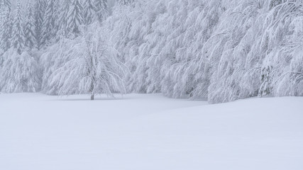 In a phantasmagorical winter landscape, everything was white and I was feeling like I am dreaming