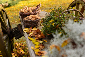 Harvest season in garden. Wicker baskets with brown walnuts in shells. Autumn arrangement with dry leaves on wooden carriage with big wheels.