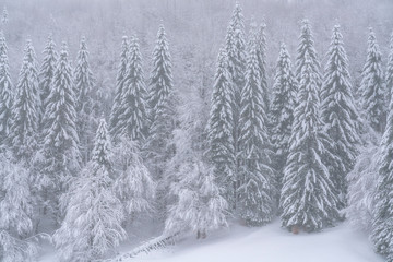 Obraz premium A beautiful scene of winter in the Carpathian Mountains
