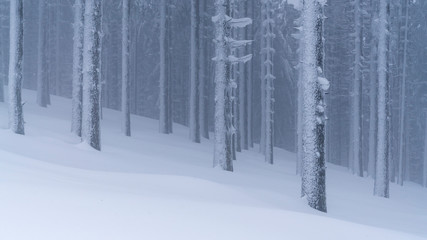 A frozen forest deep into the Carpathian Mountains