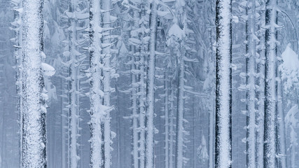 A frozen forest deep into the Carpathian Mountains