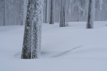 Picturesque winter landscape in the Carpathian Forest
