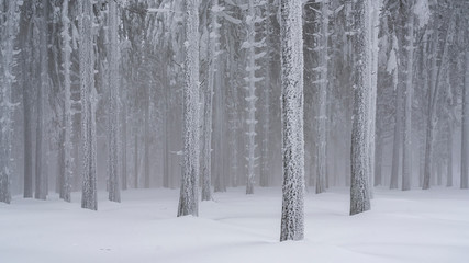Into a frozen world where the forest looks like is made of silver