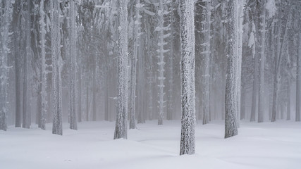 Fototapeta premium Into a frozen world where the forest looks like is made of silver
