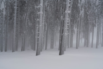 Fototapeta premium Into a frozen world where the forest looks like is made of silver