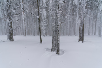 Into a frozen world where the forest looks like is made of silver