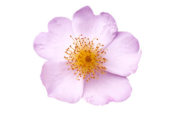 fresh pink purple rose wild flower in isolated white background with clipping path