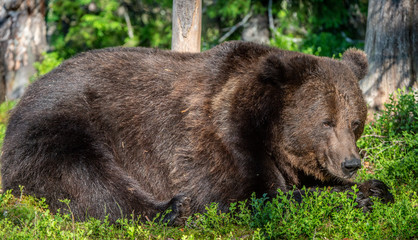 Adult Male Brown Bear. Close up portrait of Brown bear  in the summer forest. Green natural...