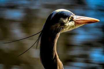 great blue heron head