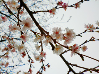 White winter flowers on a tree under the sky