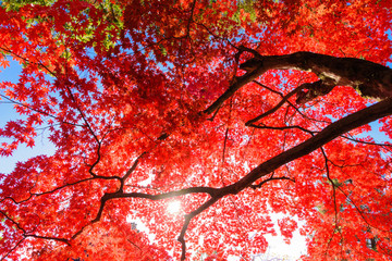 秋だ紅葉だ京都に行こう