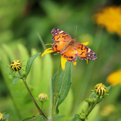 butterfly on flower
